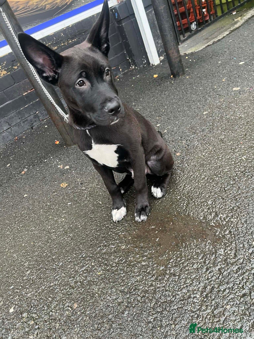 Mixed Breed dogs for sale: cane corso mix german shepard american akita - Advert 4