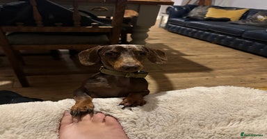 Miniature Dachshund dogs - Advert 9