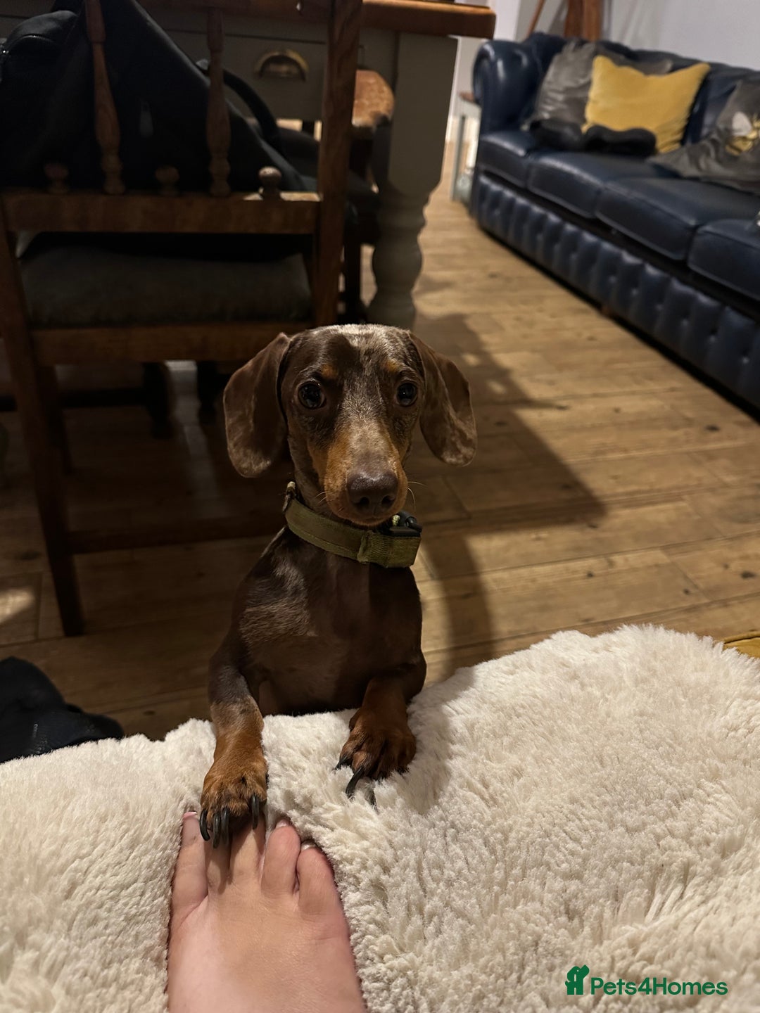 Miniature Dachshund dogs for sale: READY NOW Miniature Daschund Pups Dapples Piebalds - Image 14