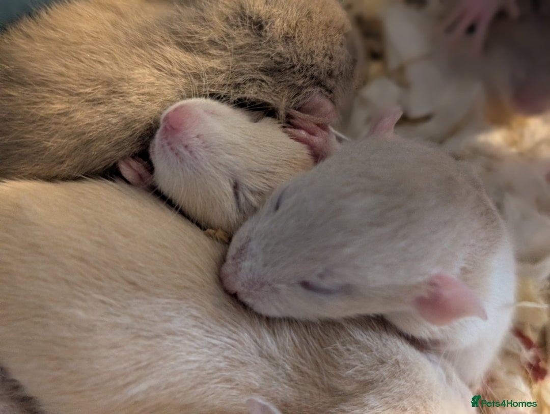 Rat rodents for sale: True dwarf rats  - Advert 5