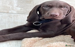 Mixed Breed dogs for sale: Stunning boys and girls available  - Image 2