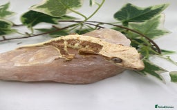 Gecko reptiles for sale: Red based Lily white and extreme harlequin £60/85  - Image 1