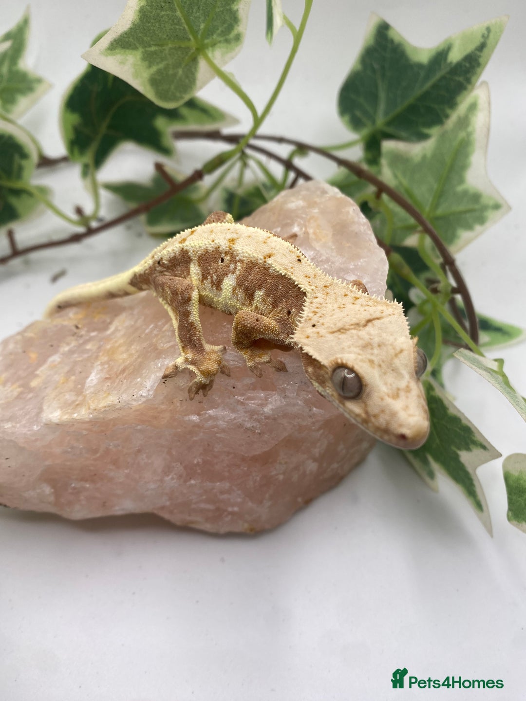 Gecko reptiles for sale: Red based Lily white and extreme harlequin £60/85  - Image 1