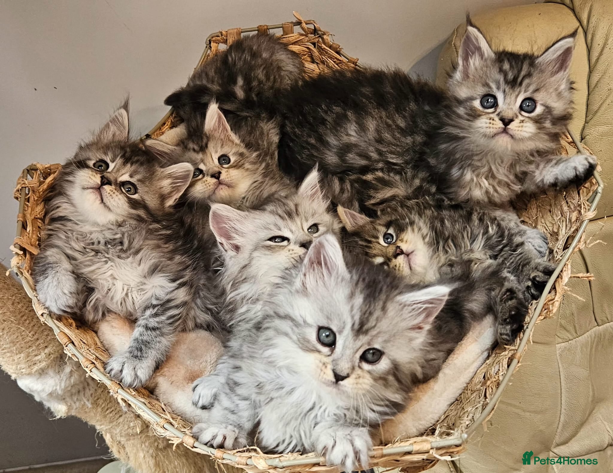 Maine Coon cats Large Maine Coon kittens European bloodline  - Advert 1