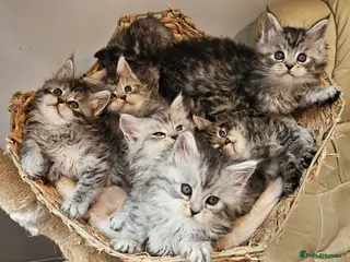 Maine Coon cats Large Maine Coon kittens European bloodline - Advert 1