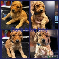 Labradoodle dogs Standard labradoodles multigenerational - Advert 6