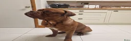 Dogue De Bordeaux dogs for stud: Barney - Advert 5