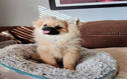Pomeranian dogs for sale: Pom puppys with Kc reg , pedigree for sale - Image 1