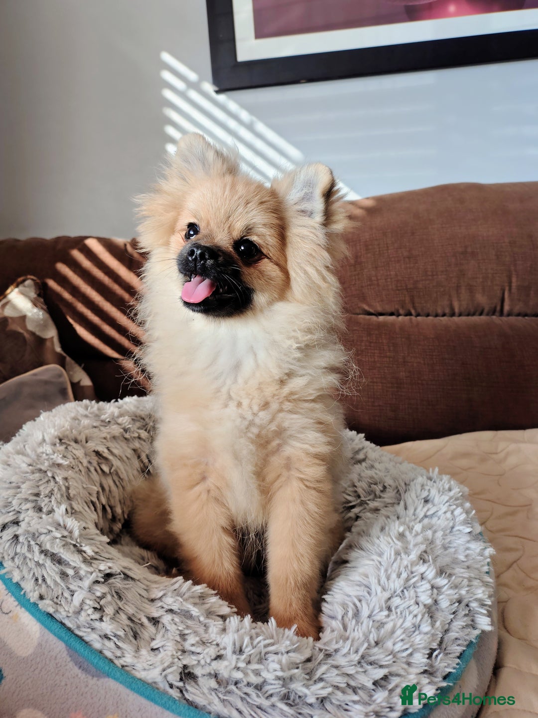 Pomeranian dogs for sale: Pom puppys with Kc reg , pedigree for sale - Image 1