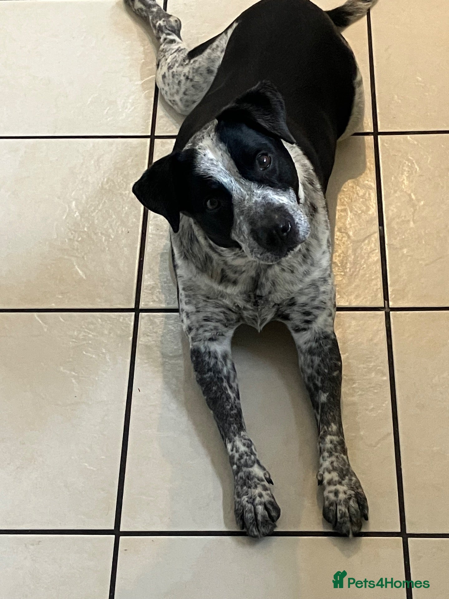 Mixed Breed dogs Springer cross - Advert 8