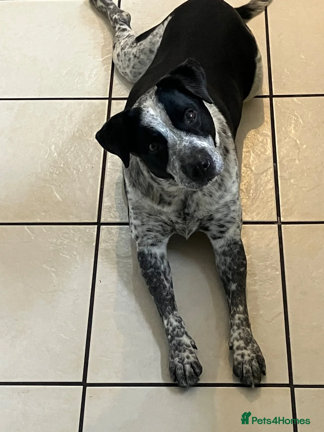 Mixed Breed dogs for sale: Springer cross in Walsall - Advert 1
