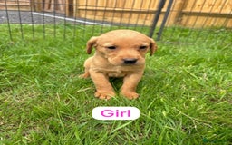 Labrador Retriever dogs for sale: Labrador Retriever Puppies  - Image 6