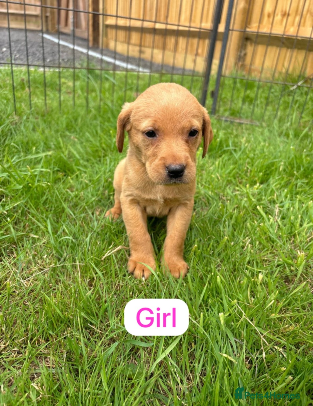Labrador Retriever dogs for sale: Labrador Retriever Puppies  - Image 6