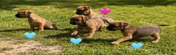 Border Terrier dogs for sale: Pure border terrier pups  - Advert 8