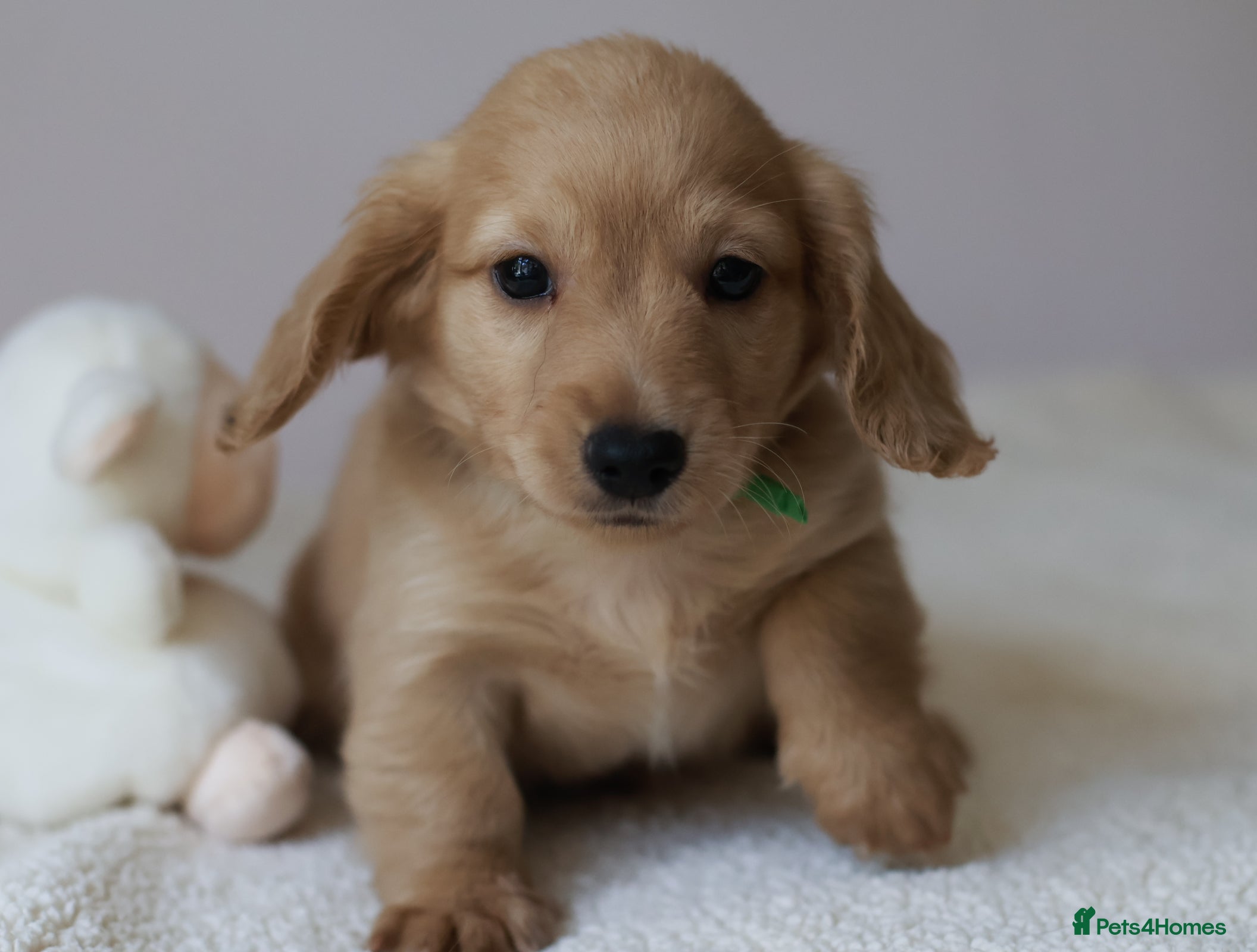 Miniature Dachshund dogs 5*Licensed+Cream+Long Hair+KC+VetChecked+PRAClear - Advert 2