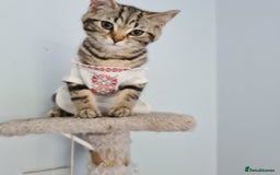 Scottish Fold cats for sale: Urgent sale of Scottish Fold kitten in London - Image 10
