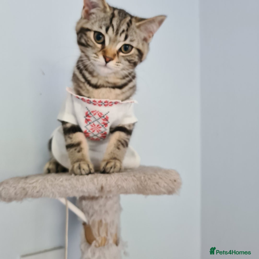 Scottish Fold cats for sale: Urgent sale of Scottish Fold kitten in London - Image 10