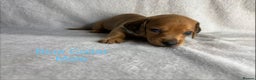 Miniature Dachshund dogs for sale: Miniature Dachshund Puppies💕 - Advert 16