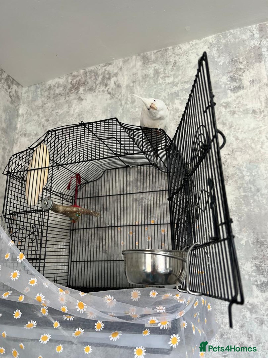 Cockatiels birds for sale: Cockatiels - Advert 2