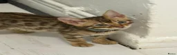 Bengal cats for sale: Bengal kittens  in London - Advert 7