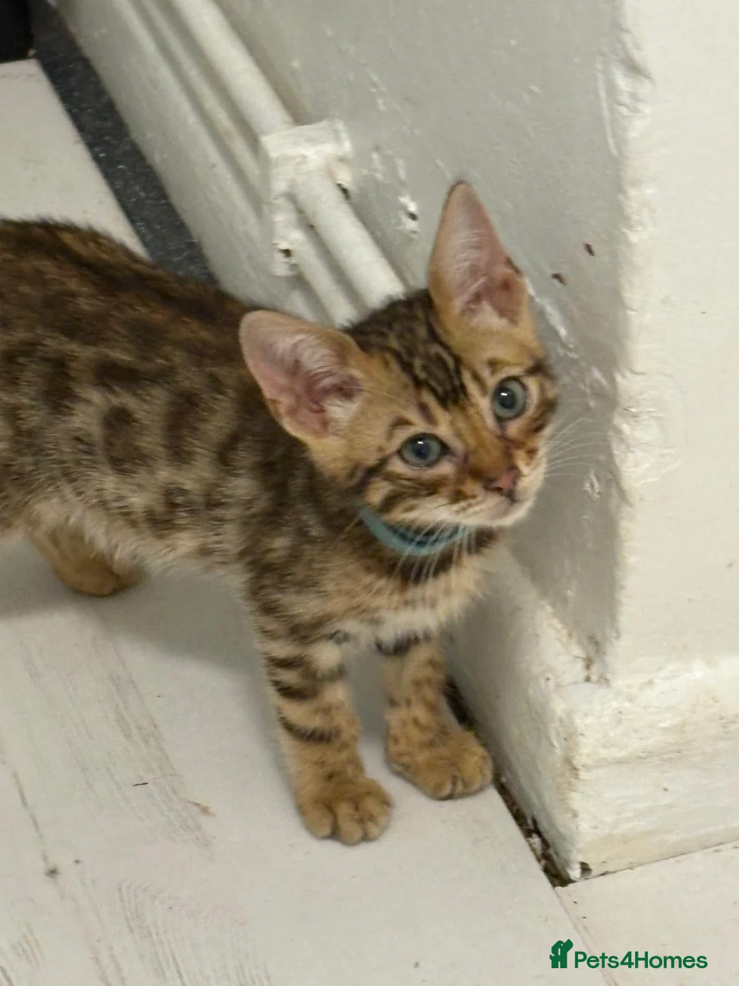 Bengal cats for sale: Bengal kittens  in London - Advert 7