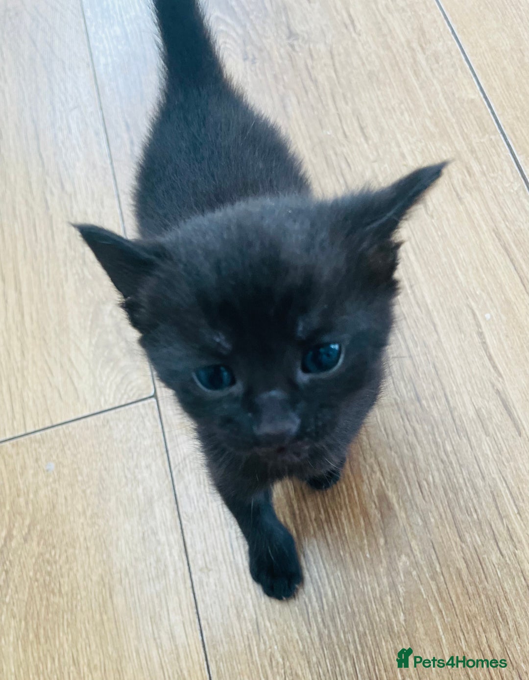 Russian Blue cats for sale: Russian blue mix  - Image 13
