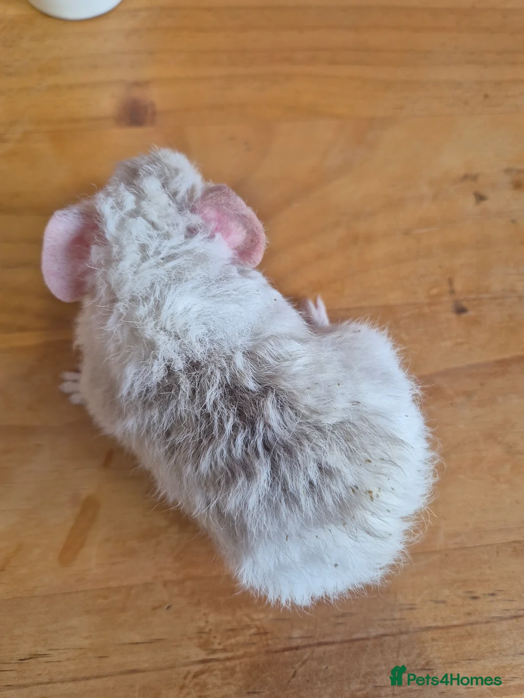 Guinea Pig rodents for sale: White and light grey male teddy guinea pig - Advert 2