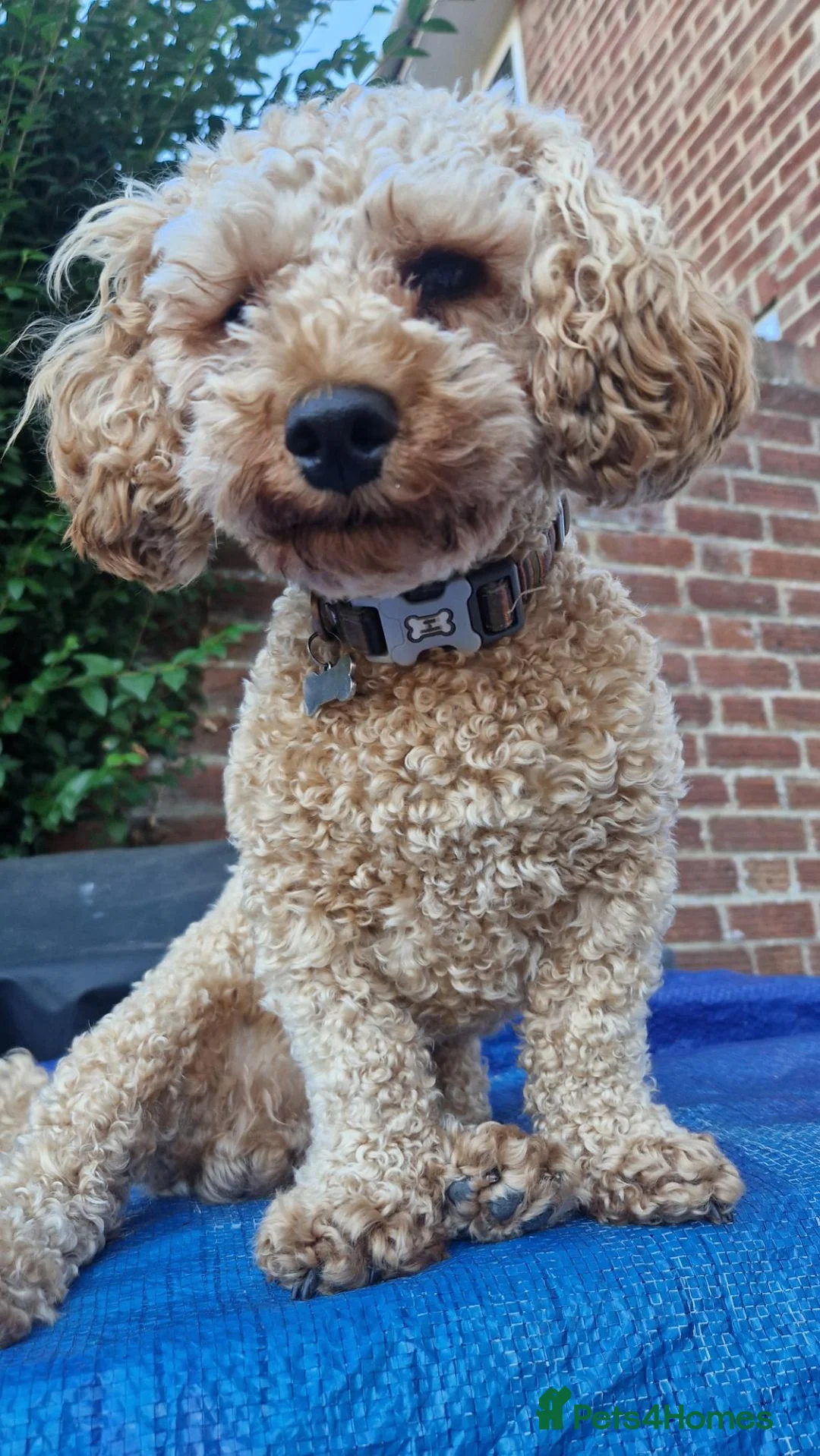 Poochon dogs for stud: Poochons Boys For Stud - Advert 1