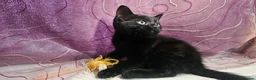 Mixed Breed cats for sale: A beautiful litter of 4 kittens - Advert 38