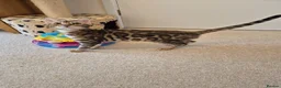Bengal cats for sale: Stunning Pedigree Bengal Kittens - Advert 12