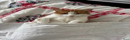 Mixed Breed cats for sale: Ginger male - Advert 7