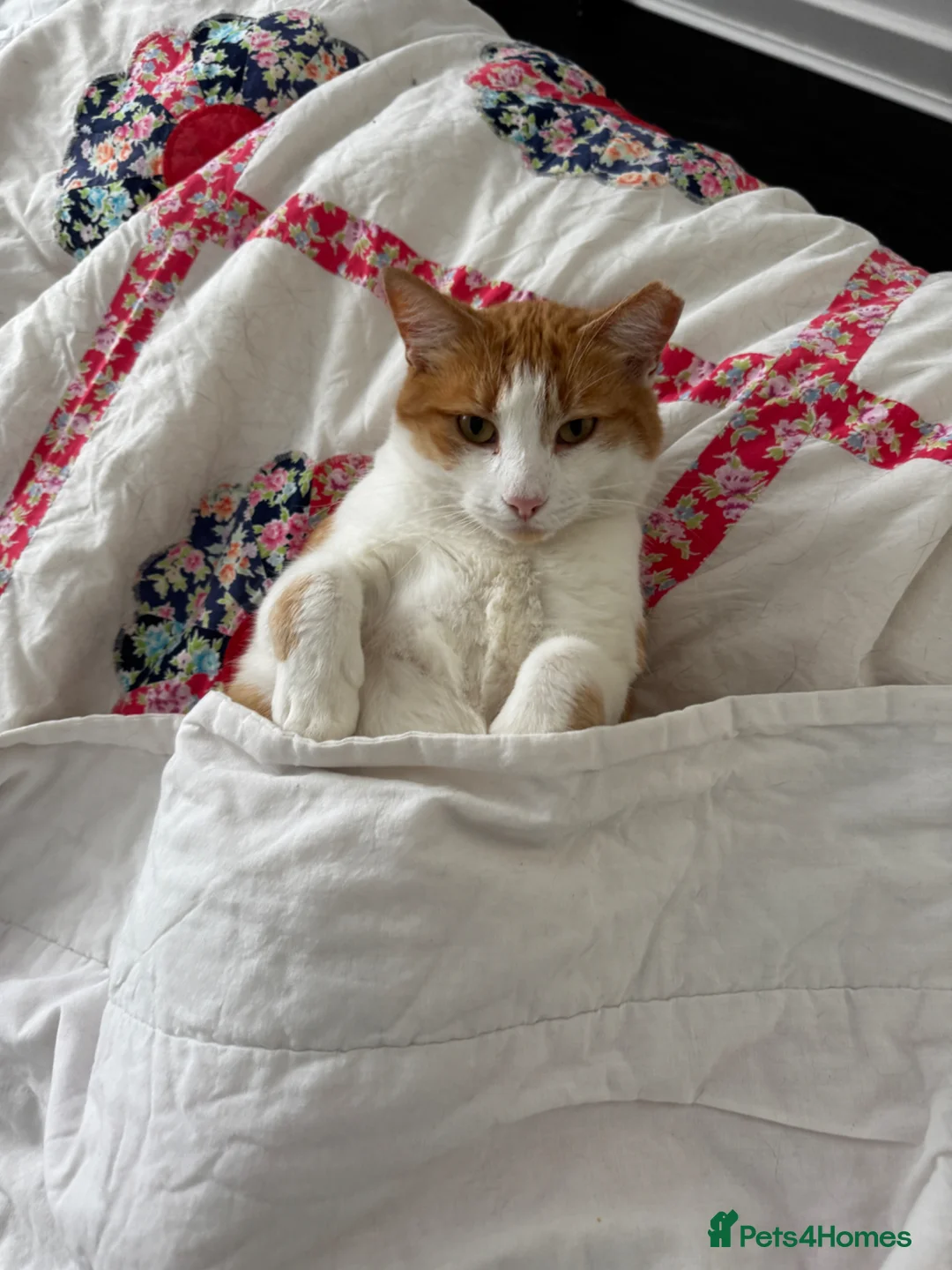 Mixed Breed cats for sale: Ginger male - Advert 7