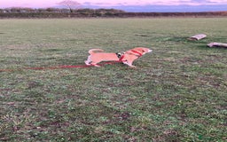 Puggle dogs for adoption: Bertie - kings Lynn Norfolk  - Image 6