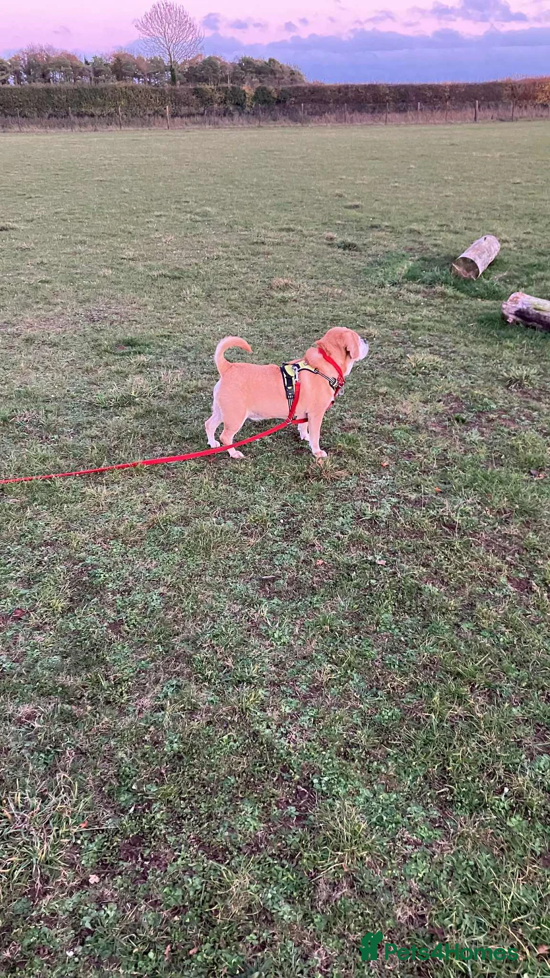 Puggle dogs for adoption: Bertie - kings Lynn Norfolk  - Advert 6