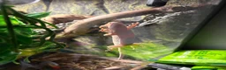 Gecko reptiles for sale: Crested gecko and full bioactive vivarium setup! - Advert 2