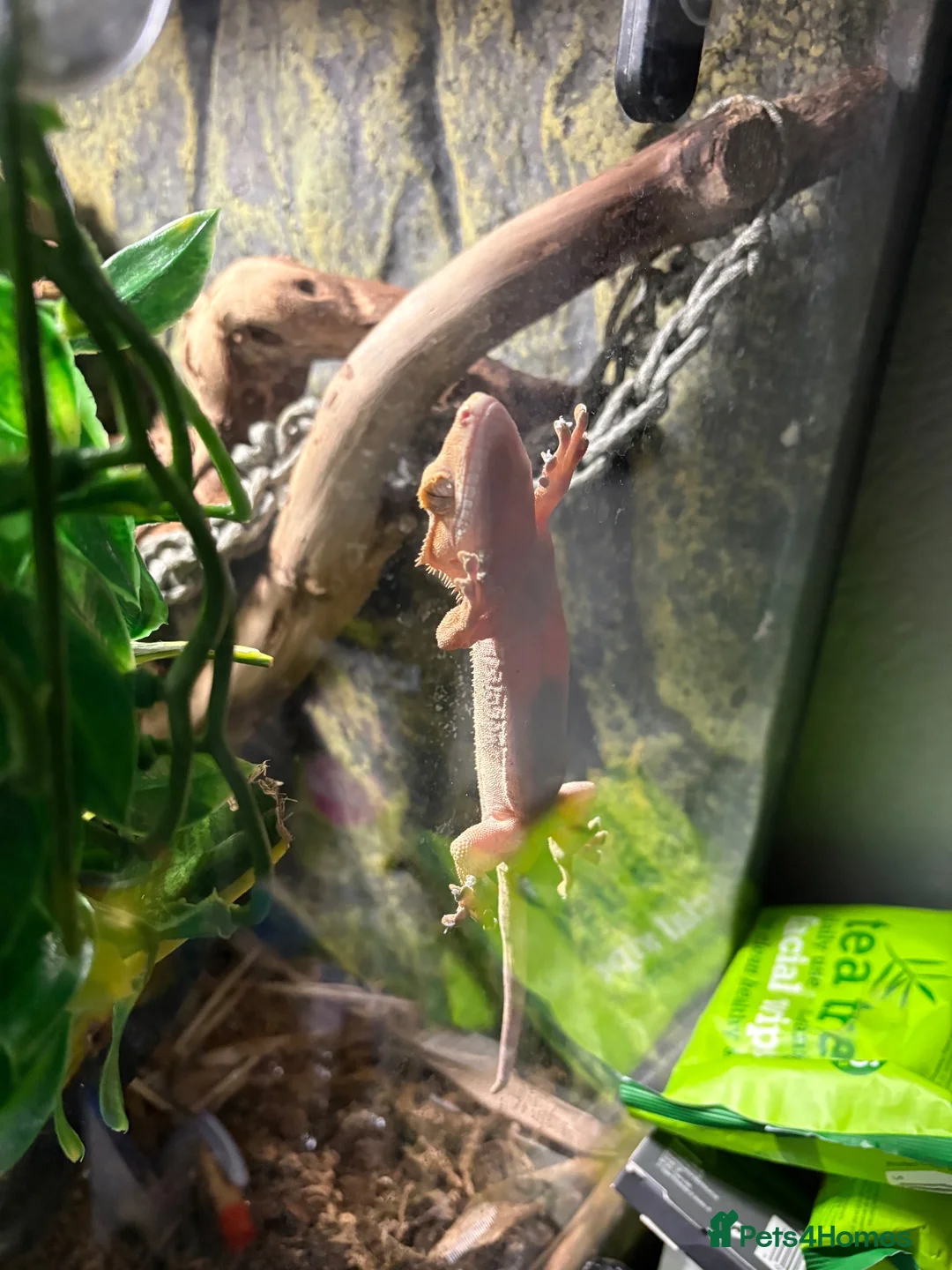 Gecko reptiles for sale: Crested gecko and full bioactive vivarium setup! - Advert 2