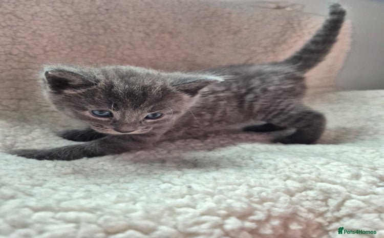 Mixed Breed cats - Advert 1