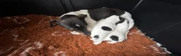 Jackapoo dogs for sale: Stunning Jackapoo girls  - Advert 5