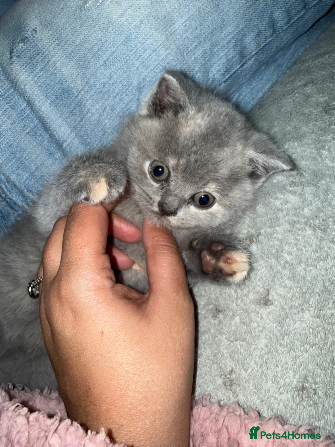 British Shorthair cats for sale: REDUCED BRITISH SHORT HAIR KITTENS  - Advert 2