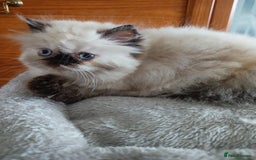 Persian cats for sale: 💗2 Boys and 1 Girl 💗 - Image 9