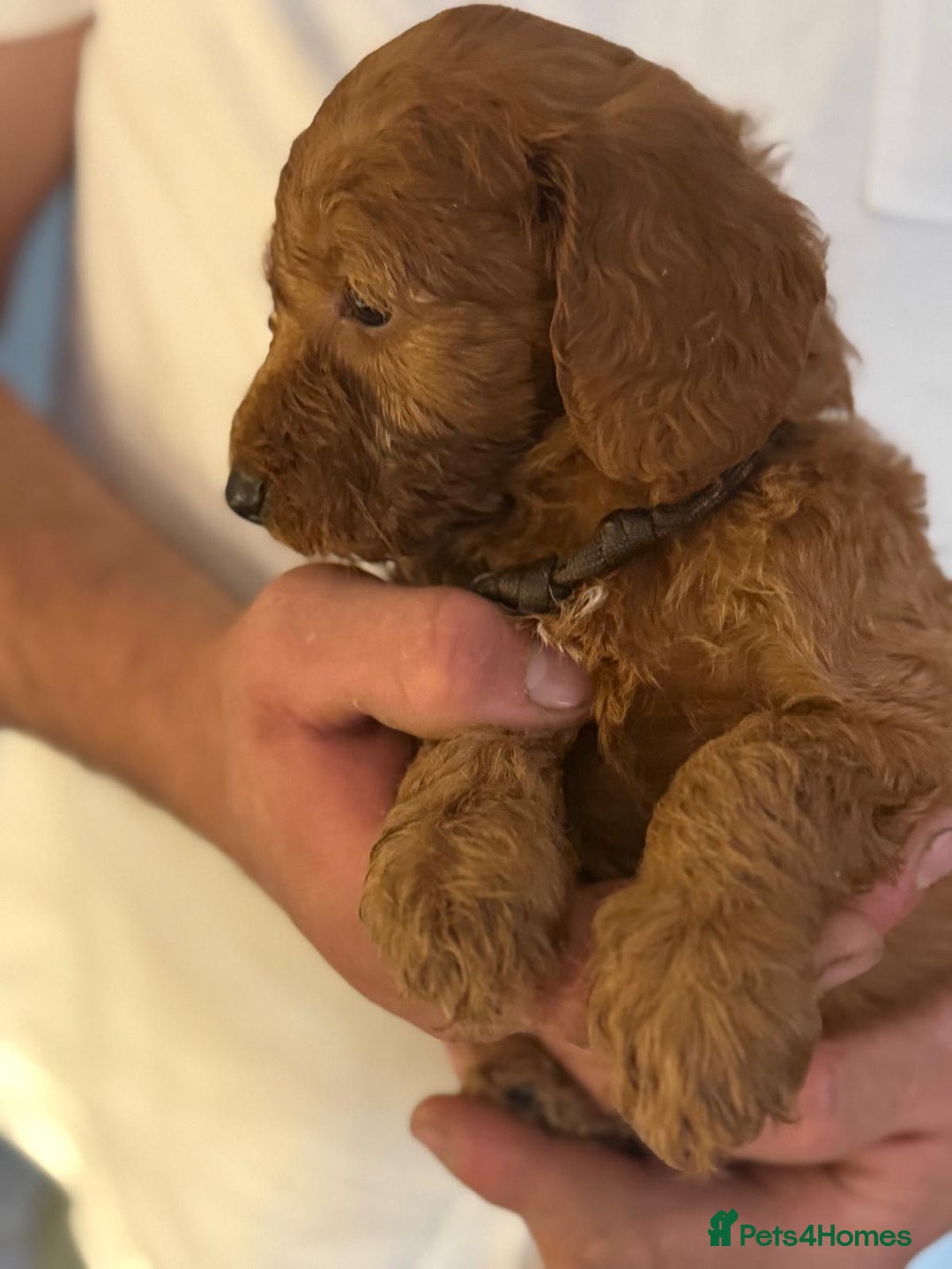 Labradoodle dogs for sale: *Labradoodle puppie F1B*   in Ware - Image 15