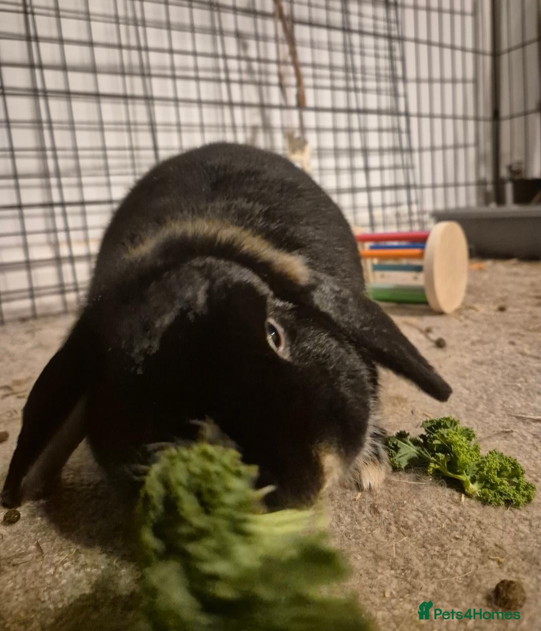 Mini Lop rabbits Female Mini Lop Rabbit - Bowie - Advert 2
