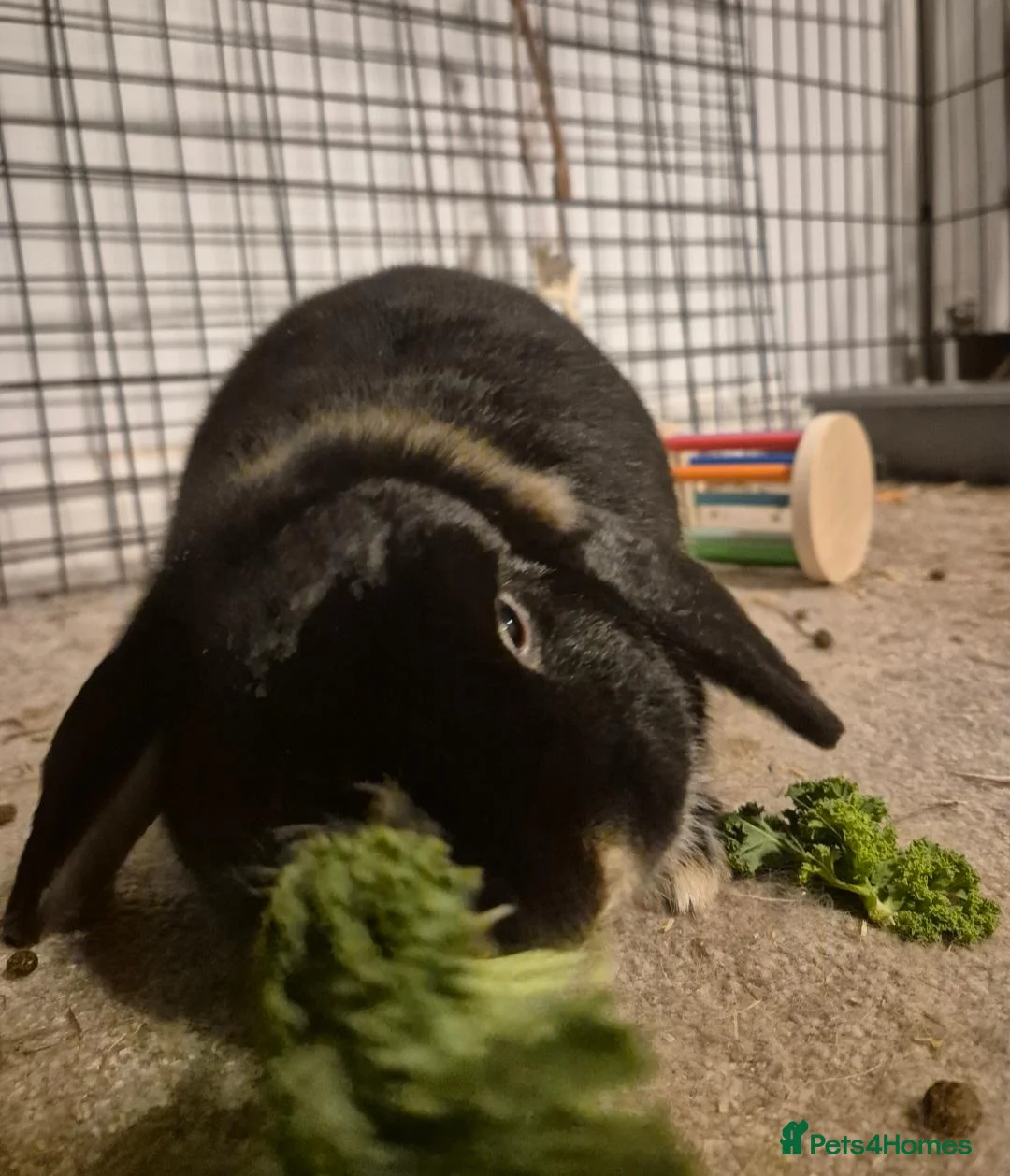 Mini Lop rabbits for sale: Female Mini Lop Rabbit - Bowie in Halifax - Advert 2