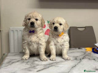 Golden Retriever dogs - Advert 1