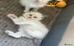 Ragdoll cats for sale: GCCF Registered Ragdoll Kittens Available! 🐾 in Taunton - Image 5