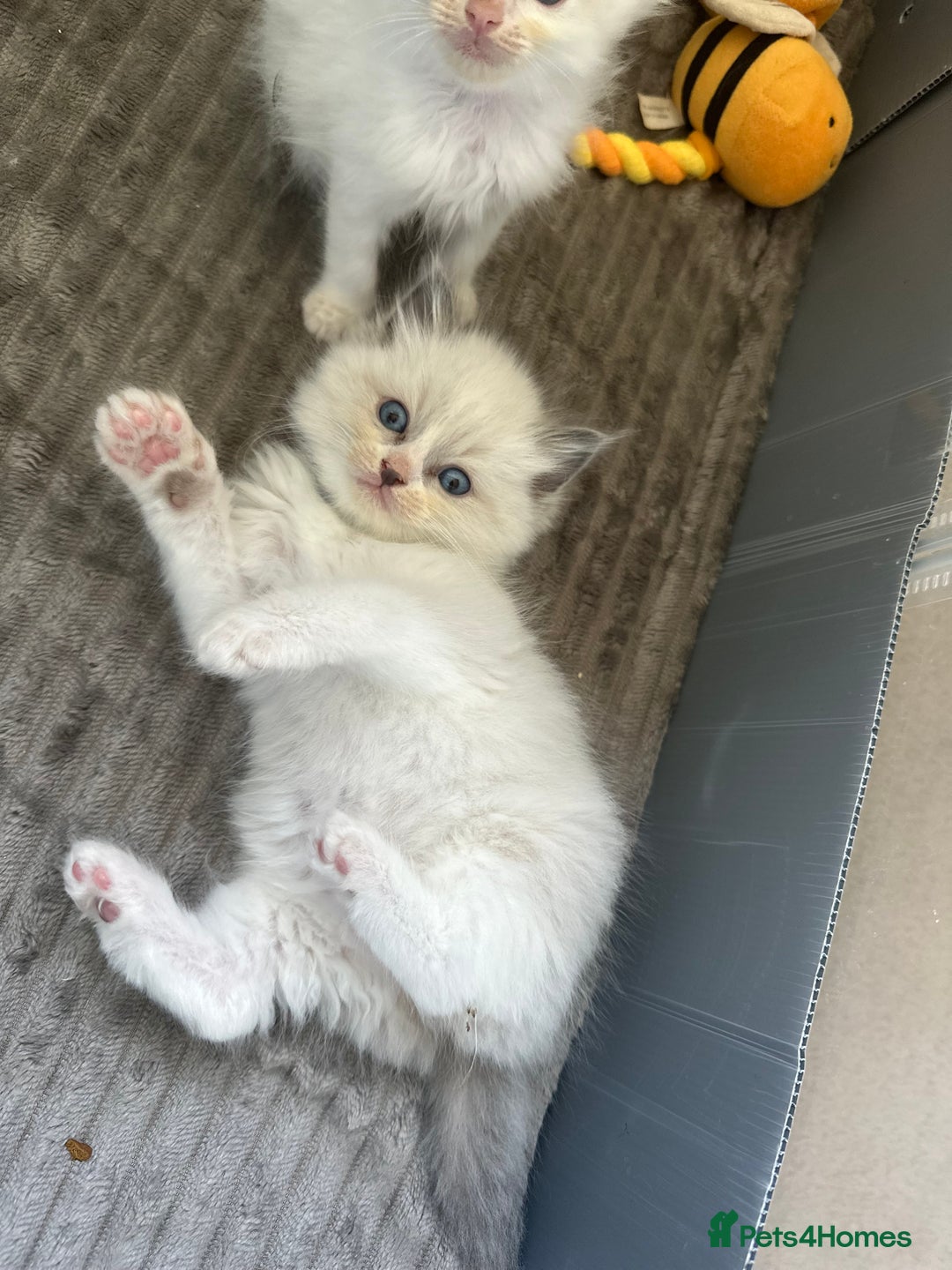 Ragdoll cats for sale: GCCF Registered Ragdoll Kittens Available! 🐾 in Taunton - Image 5