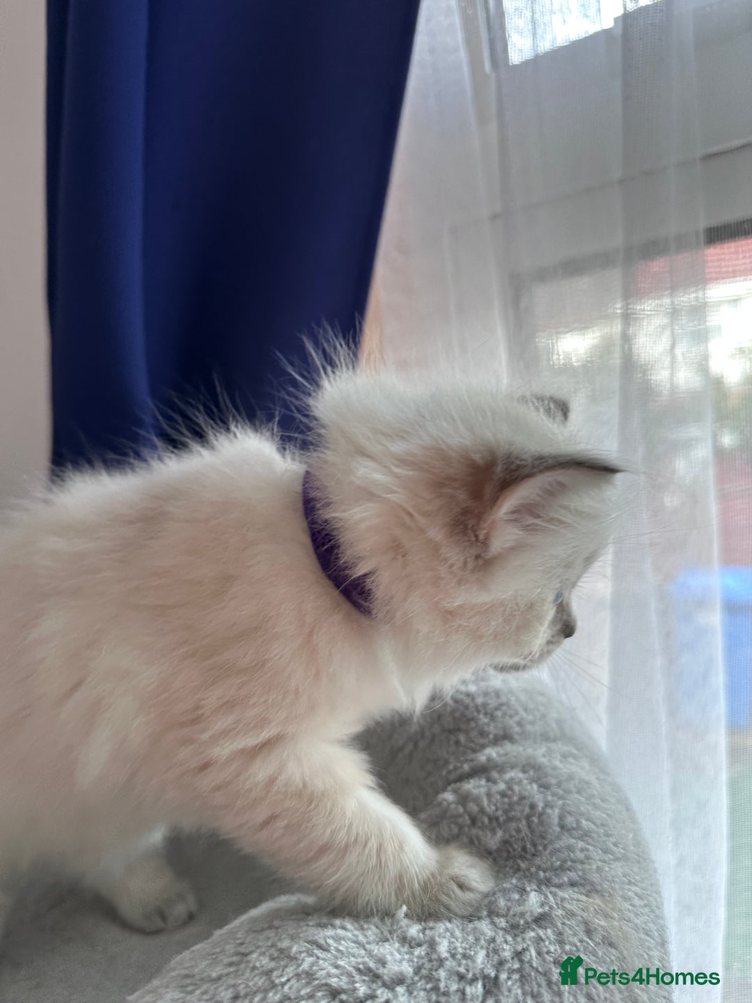 Ragdoll cats for sale: Gorgeous Ragdoll Lynx Girls!  - Image 15