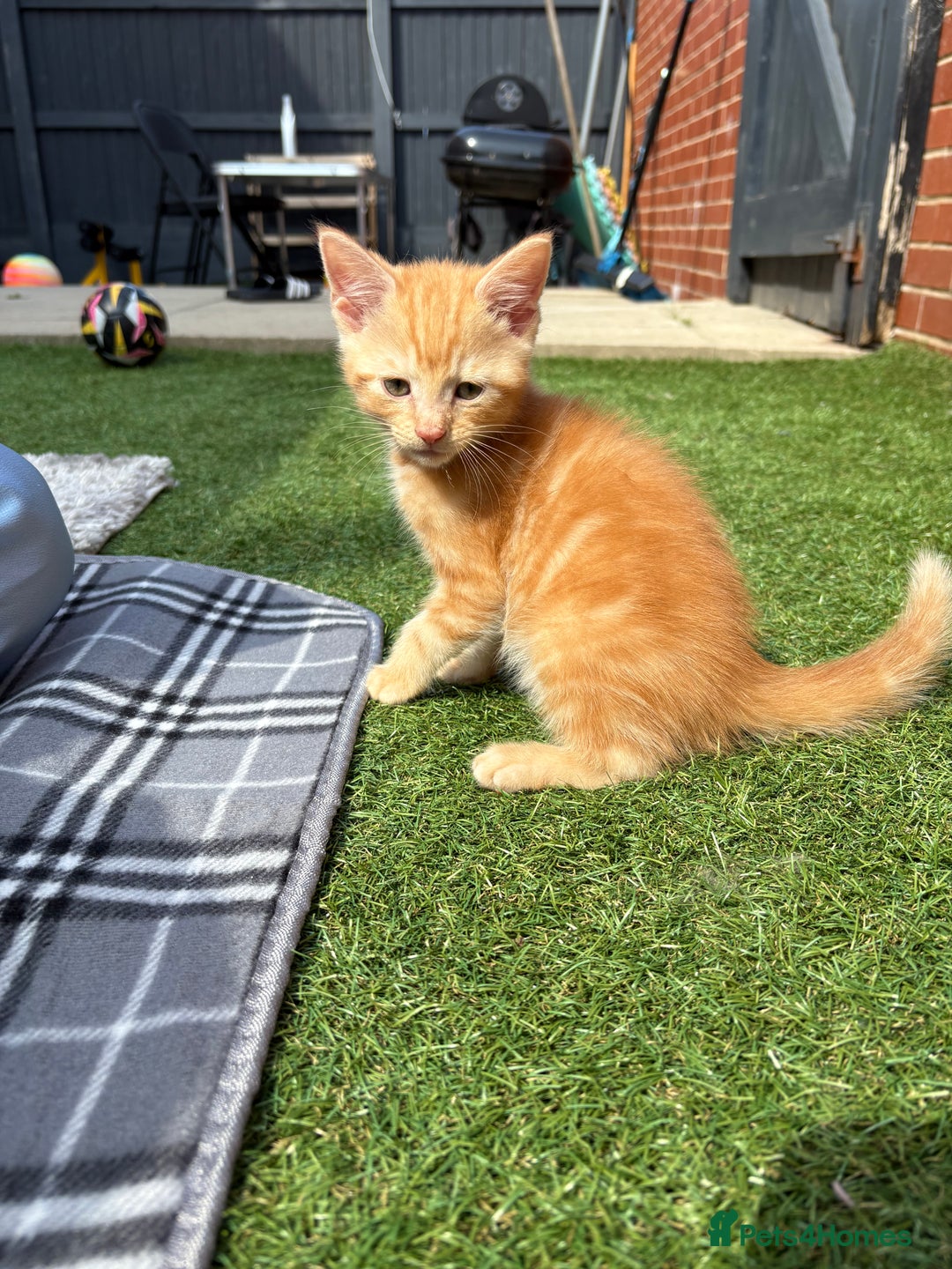 Mixed Breed cats for sale: Zuuko - Image 6