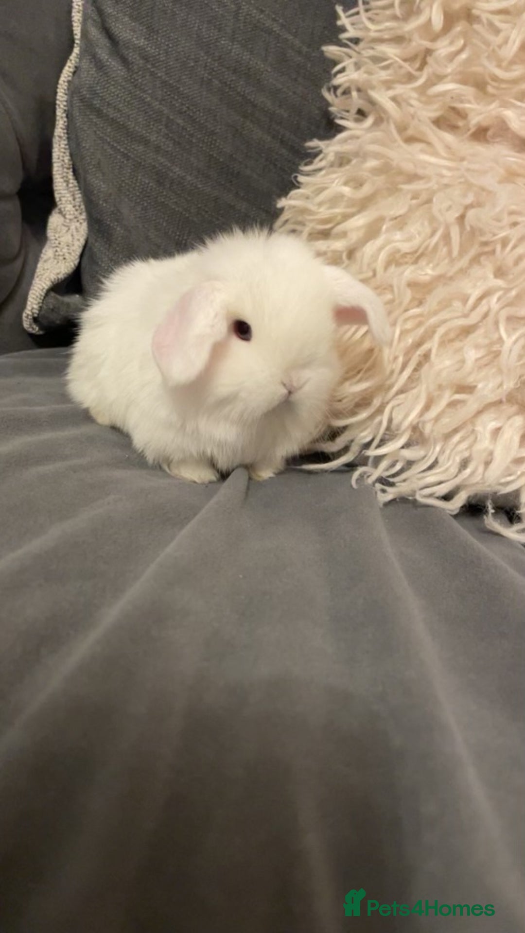 Mini Lop rabbits for sale: stunning boy available to be reserved - Advert 2