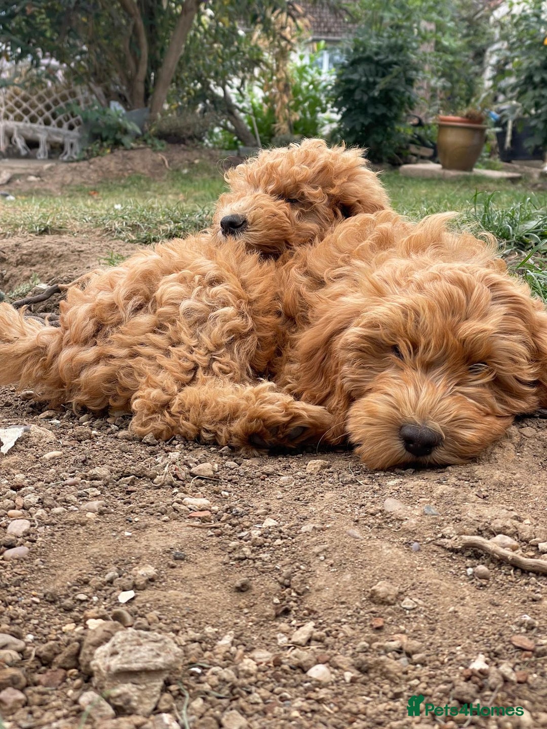 Cockapoo dogs for sale: Beautiful family of cockerpoos - Image 24